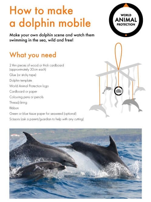Dolphin