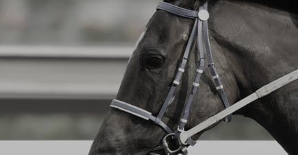 Horse race