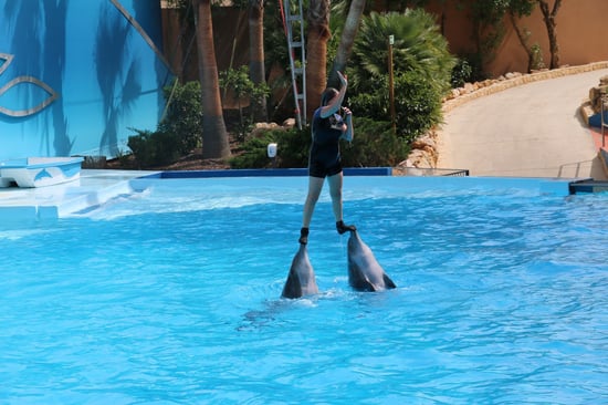 Dolphin