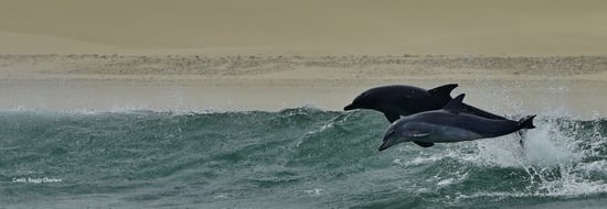 Wild dolphins